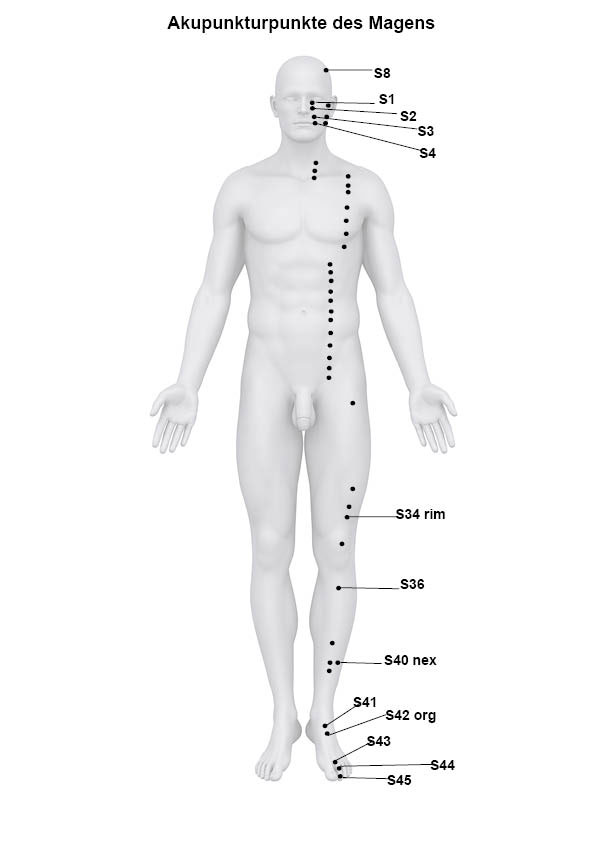 Akupunkturpunkte-magen