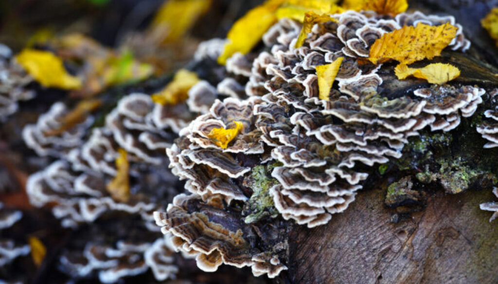 Trametes versicolor mushroom in the autumn forest.